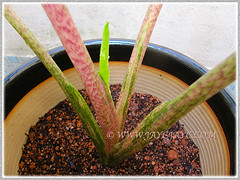 Pinkish petioles of a young plant of Alocasia macrorrhizos 'Variegata', Nov 15 2013