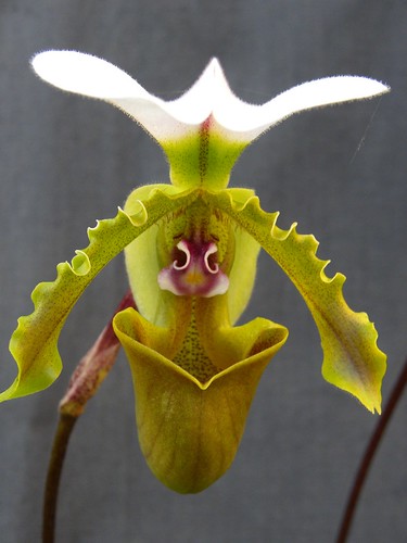 spicerianum orchidee paphiopedilum frauenschuh naturform