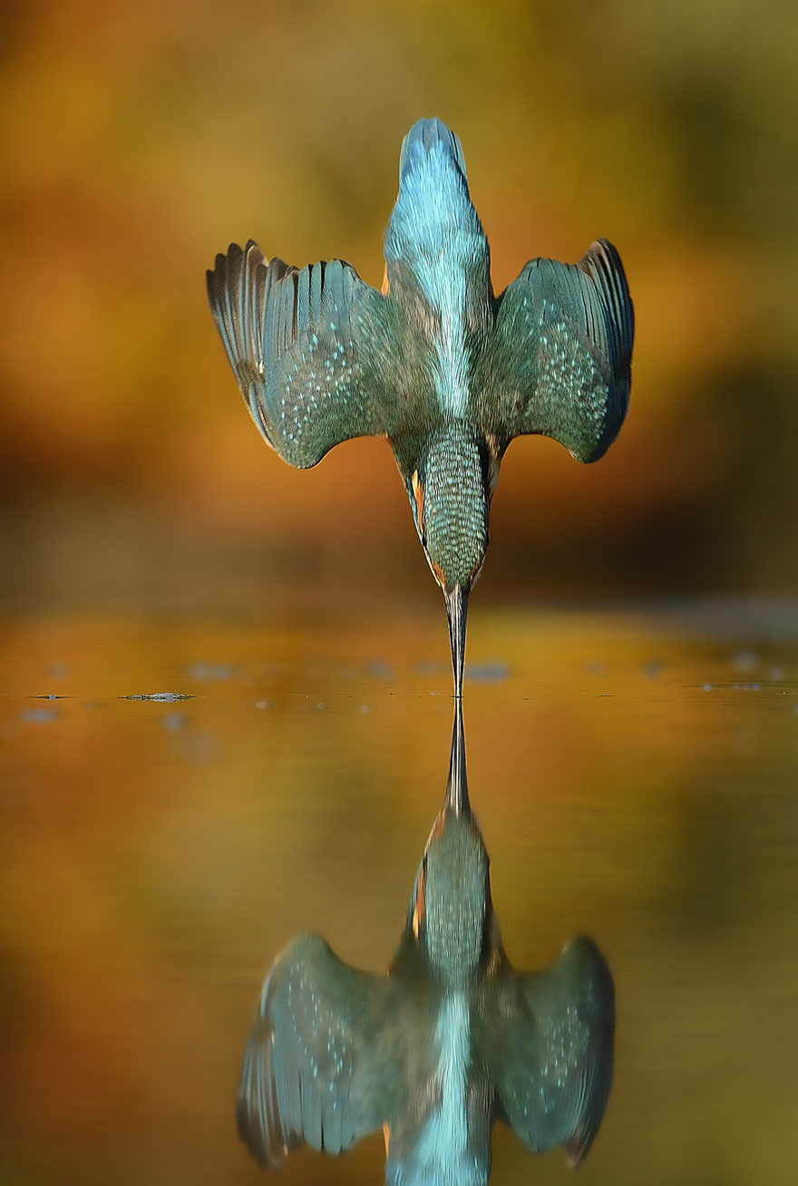 perfect-kingfisher-dive-photo-wildlife-photography-alan-mcfayden-311