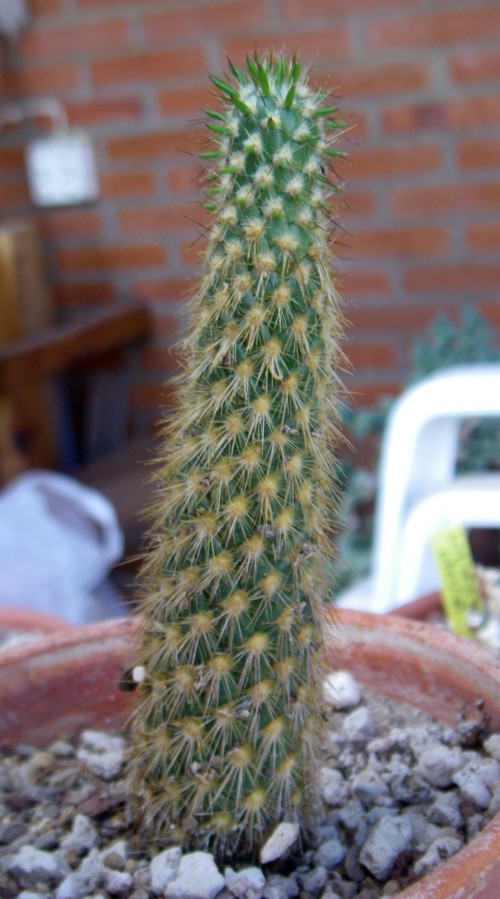 Cylindropuntia pachypus 24122898766_a2d91cd3c7_o