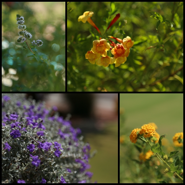 Flower-2 Collage