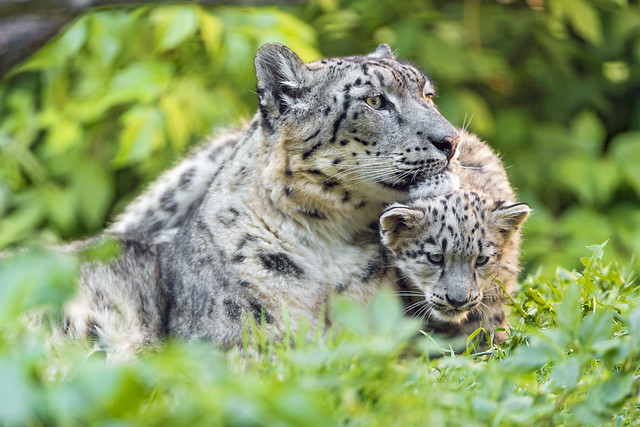 Mayhan and cub in the grass