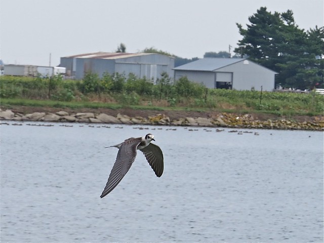 Black Tern at El Paso Sewage Treatment Plant in Woodford County, IL 08