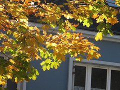 Yellow leaves at Guémené - Photo of Langoëlan