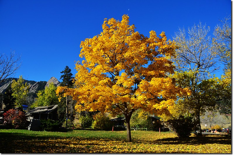 Noway maple in Fall, Chautauqua, Boulder 2