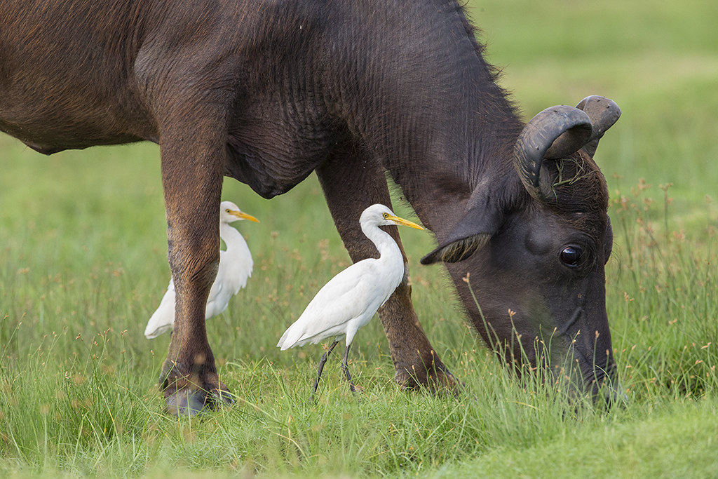 Cattle Egret    Sri Lanka