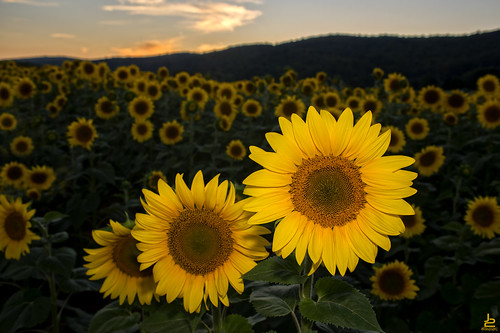 new sunset sun black flower yellow dusk farm nj sunflower oil jersey d750 hackettstown donaldsons