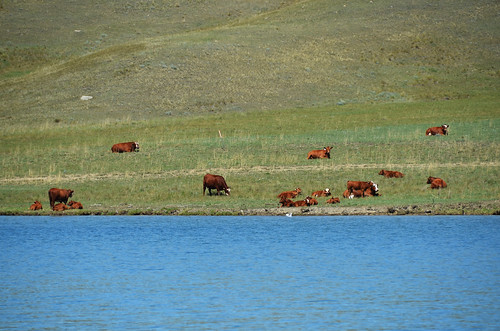 canada animal rural landscape cattle lakeside alberta カナダ アルバータ州