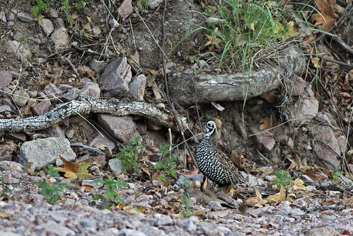 birds aves pájaros camouflage cryptic passaros codorniz odontophoridae harlequinquail mearnsquail mearnssquail