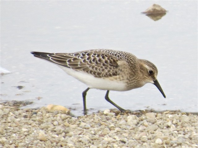 Baird's Sandpiper at El Paso Sewage Treatment Center in Woodford County, IL
