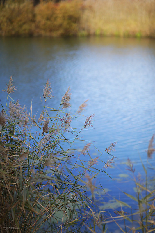 blue pond (02)
