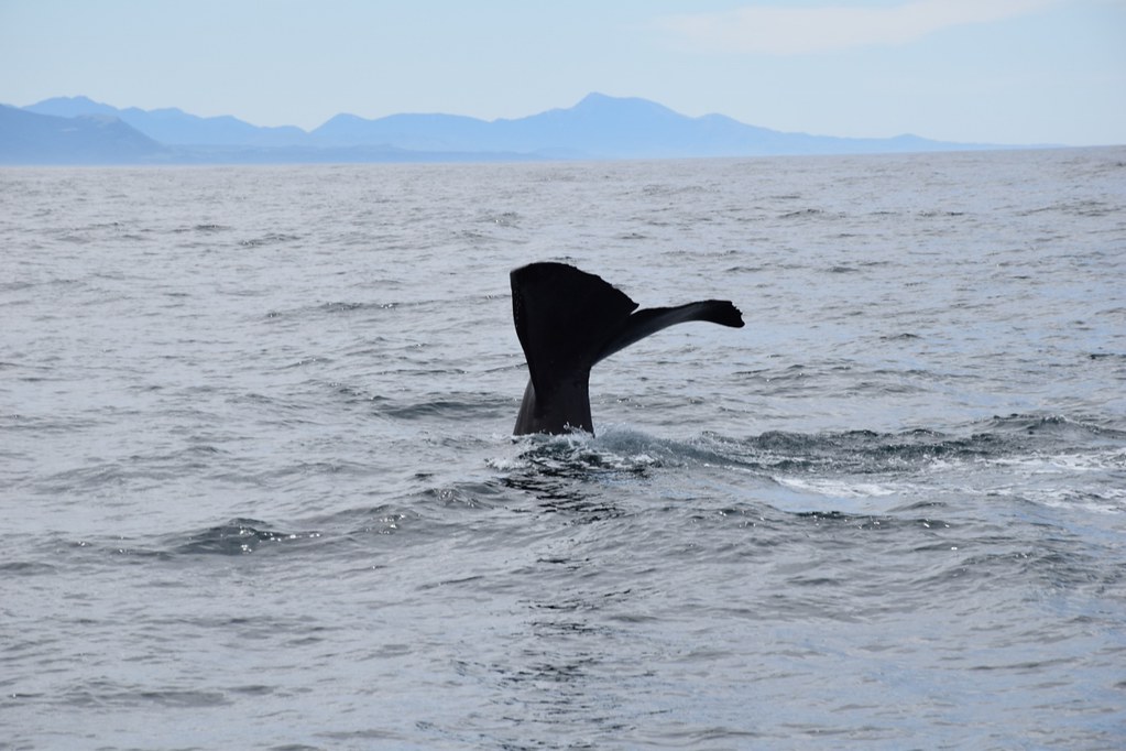 凯库拉观鲸-鲸鱼潜入倒八字3 (1280x853)