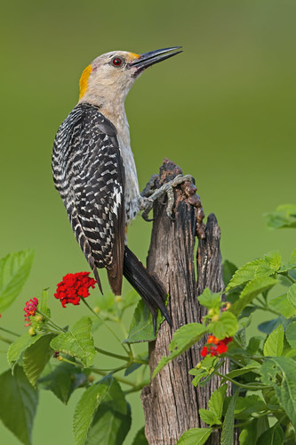 bird ave goldenfrontedwoodpecker melanerpesaurifrons carpinterofrentidorado carpinterofrentedorada