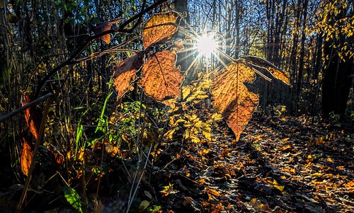 clichesaturday grandblanc grandblanccommons hcs michigan nikkor24120mm autumn autumncolor leaves nature sunflares trails trees woods