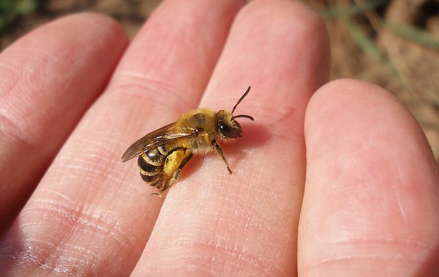 Female ivy bee