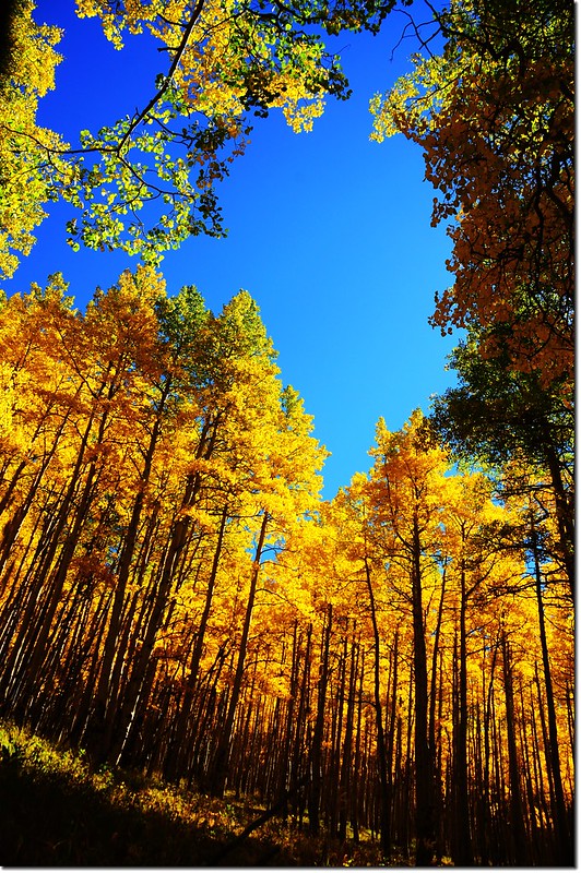 Fall colors at Kenosha Pass, Colorado (20)