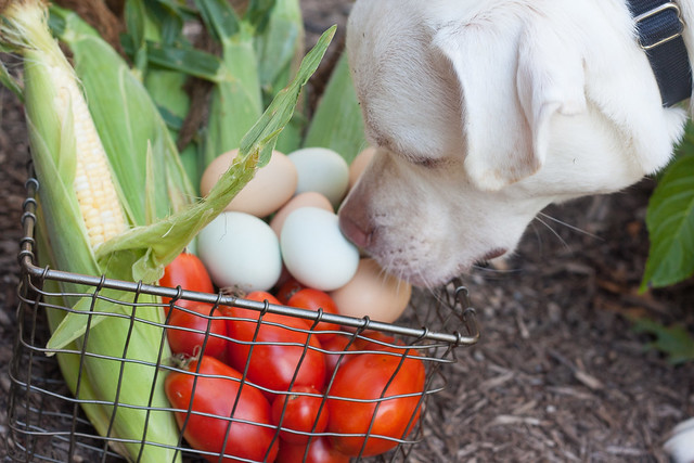 Dog Meets Produce
