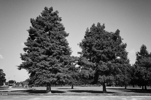 park trees blackandwhite monochrome louisiana samsung smartphone cypress android larose lafourcheparish galaxys4 ilobsterit
