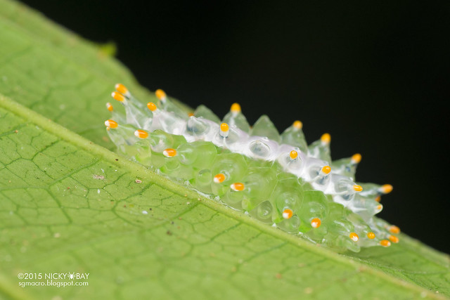 Jewel caterpillar (Dalceridae) - DSC_3815