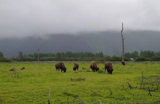 048 Wood bisons