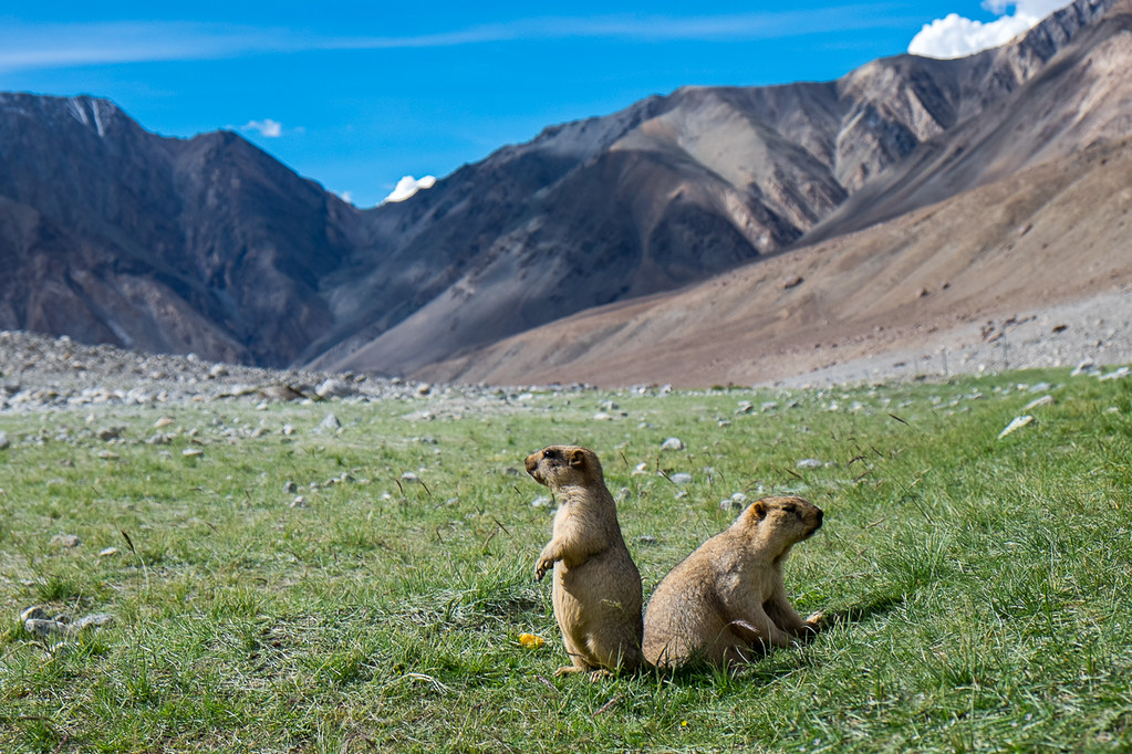 Mountain Marmots