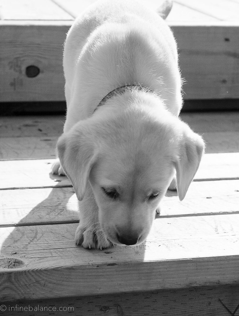 labrador puppy trying to walk down stairs