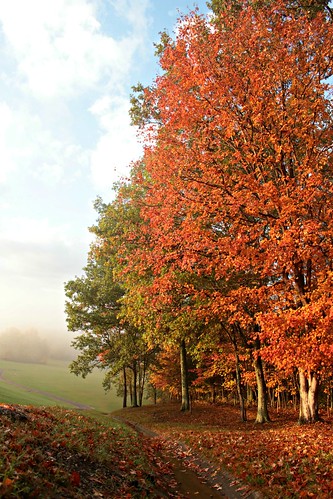 autumn trees eastforkstatepark ohio leaves landscape