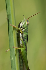 Green Leek Grasshopper - Mecostethus parapleurus