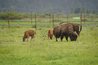 037 Wood bisons