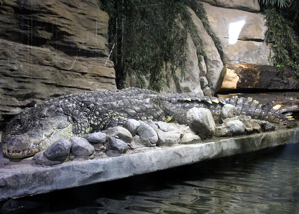bergen-aquarium-crocodile