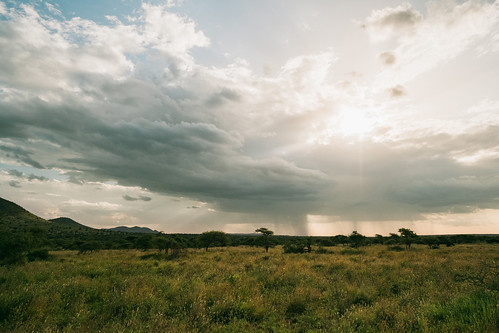 gewitter baum serengetinationalpark fruehling steppe sonnenuntergang mara tansania abend gewitterwolken wolkenhimmel gegenlicht robanda