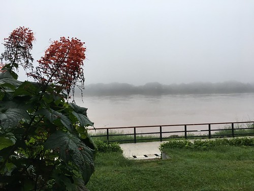 chiang province views khan asia mist loei river thailand mekong morning laos flower foreground