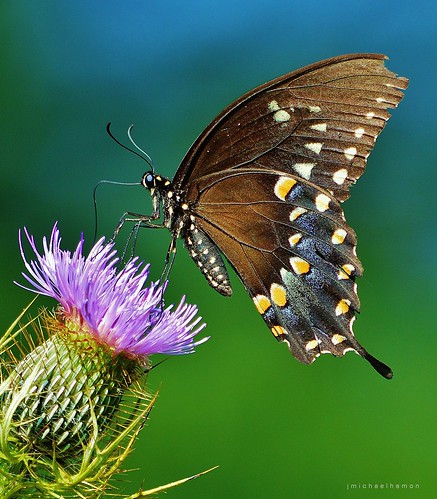 flower macro fauna butterfly bug insect flora thistle swallowtail hamon muscatatuck