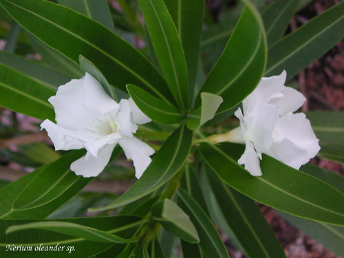 Nerium oleander sp.