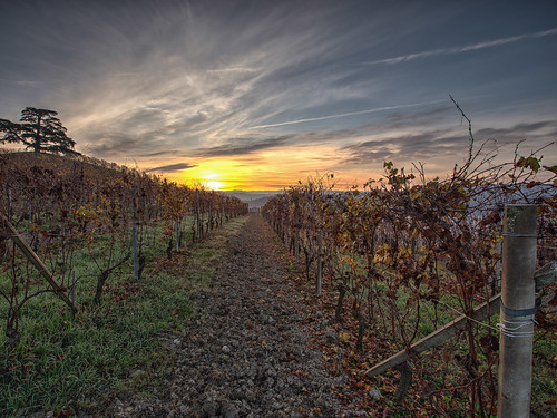 red panorama orange sun yellow sunrise landscape wine panoramica cuneo piedmont vite barolo lamorra vigna