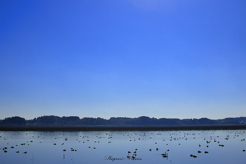 blue bluesky pond lake landscape lakeside water waterside bird birds swan swans 宮城県 伊豆沼 canon eos 70d outdoor