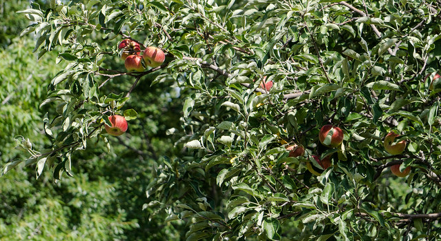 Apples on the tree