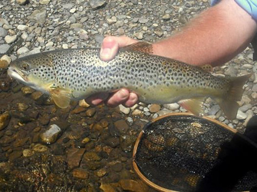 A person holding a trout
