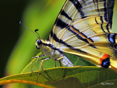 macro nature animal butterfly insect türkiye portre anatolia dovetail kelebek kuyruk doğa anadolu kırlangıç kelebekler kırlangıçkuyruk