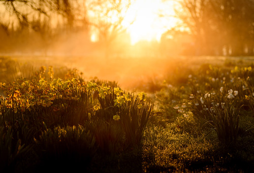 flowers trees light newzealand sky mist flower tree yellow fog clouds sunrise dawn spring frost dew daffodil hawkesbay