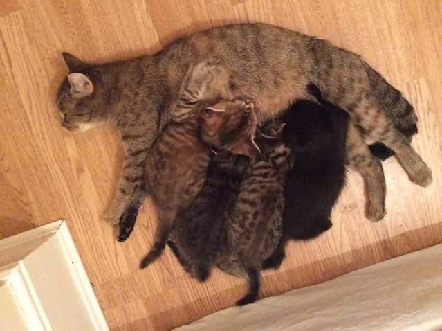 Shakira's kittens