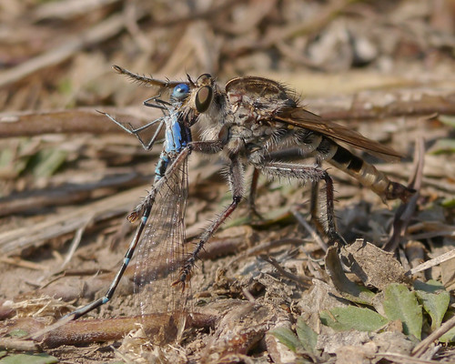 Robberfly with Blue-ringed Dancer
