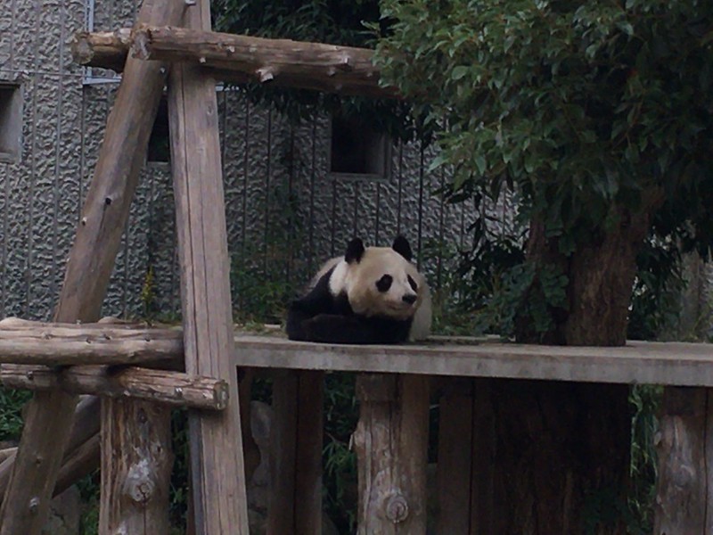 神戸王子動物園ジャイアントパンダ
