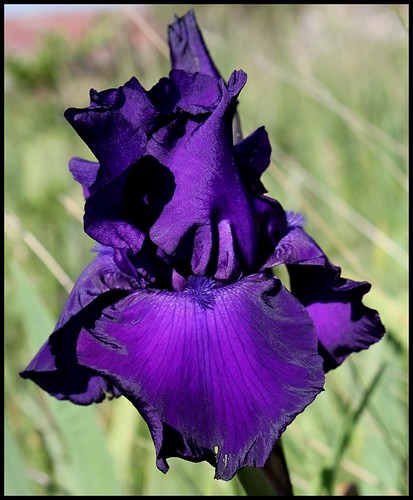 Iris - floraisons 2011 - Page 3 21735149325_17cfee7a60
