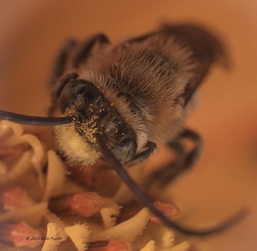 brasil bee polinização macrofotografia simbiose orgânico abelhanativa thygater juliopupim abelhasolitaria agrotoxicomata