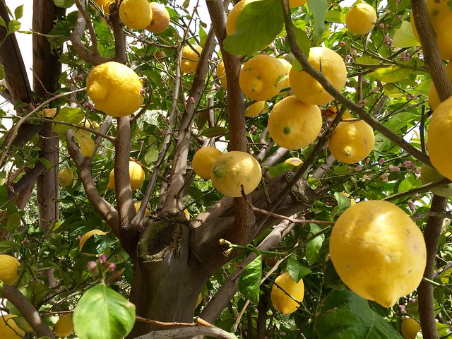 lemon-tree-cr-brian-dore