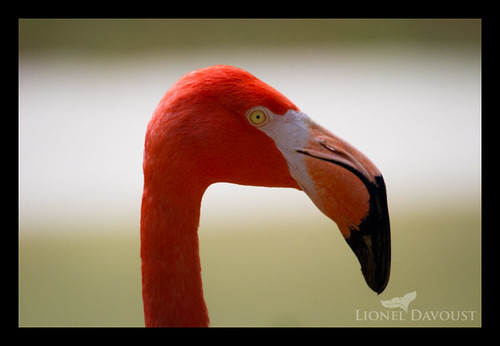 Portrait of a red flamingo