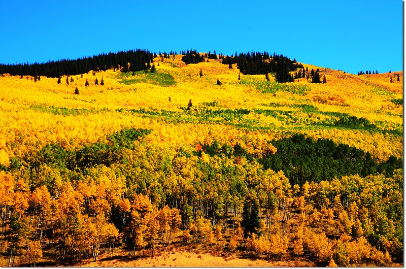 Fall colors at Kenosha Pass, Colorado (31)