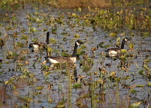 canada water geese wildlife erie refuge eriepa