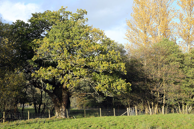 Ancient Oak, RSPB Loch Lomond
